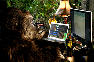 Computer Gorilla Working